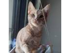 Adopt Kai a Domestic Short Hair