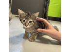 Adopt Mango a Domestic Short Hair