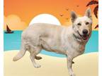 Adopt Luna a Shepherd