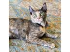 Adopt Sage a Domestic Short Hair