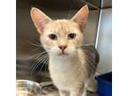 Adopt Lilac (Swenson Mrkt Cat) a Domestic Short Hair