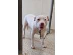 Adopt Stephanie a Pit Bull Terrier, Mixed Breed