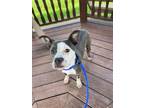 Adopt Dior a Pit Bull Terrier, Mixed Breed