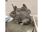 Adopt Edith and Archie a Chinchilla