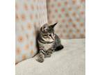 Adopt Cliantro a Domestic Short Hair