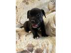 Adopt Linn a Mixed Breed