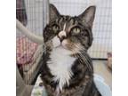 Adopt Meleys a Domestic Short Hair