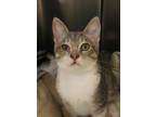 Adopt Limsa Lominsa 53752 a Manx, Domestic Short Hair