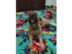 Adopt Caty a Anatolian Shepherd