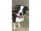 Adopt Raelyn a Pit Bull Terrier, Mixed Breed