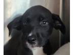 Adopt Vivian a Pit Bull Terrier, Mixed Breed