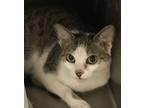 Adopt Flora a Domestic Short Hair