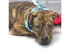 Adopt Cherry a Boxer, American Staffordshire Terrier