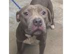 Adopt Iris a American Staffordshire Terrier