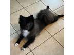 Adopt Rebecca a Pomeranian
