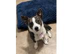Adopt Tiny~ a Corgi, Terrier