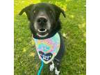 Adopt November a Mixed Breed