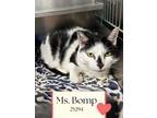 Adopt Ms. Bomp a Domestic Short Hair