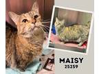 Adopt Maisy a Munchkin