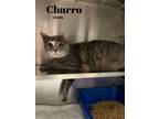 Adopt Churro a Domestic Medium Hair