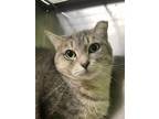 Adopt Dusty Leigh a Domestic Short Hair