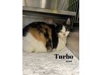 Adopt Turbo a Domestic Short Hair