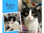 Adopt Karo a Domestic Short Hair
