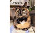 Adopt Rebekah a Domestic Short Hair