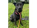 Adopt Gamora a Shar-Pei