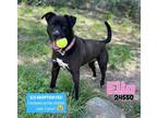 Adopt Ella a Terrier