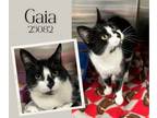 Adopt Gaia a Domestic Short Hair