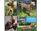 Adopt Ember a Pit Bull Terrier