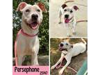 Adopt Persephone a English Foxhound