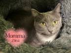 Adopt Momma a Domestic Short Hair