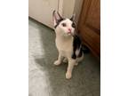 Adopt Joan a Domestic Short Hair