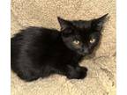 Adopt Lizzie a Domestic Short Hair