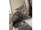 Adopt Sally a Domestic Short Hair