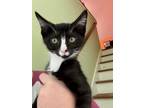 Adopt Andromeda a Domestic Short Hair