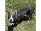 Adopt Garlic a Pit Bull Terrier
