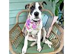 Adopt Sashay a Mastiff, Mixed Breed
