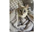 Adopt Apple 3 a Siamese