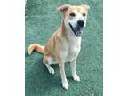 Adopt Found stray: Marigold a Shiba Inu, Shepherd
