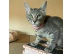 Adopt Lucille #lulu-lemon a Tabby, Domestic Short Hair