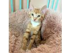 Adopt Amelia #three-sisters a Tabby, Domestic Short Hair