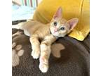 Adopt Anastasia #three-sisters a Tabby, Domestic Short Hair