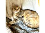 Adopt Thelma a Domestic Short Hair