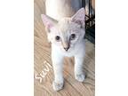 Adopt Suvi 4658 a Domestic Short Hair, Siamese