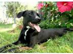 Adopt Bella a Labrador Retriever, Mixed Breed