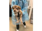 Adopt Pup 5 a Anatolian Shepherd, Mixed Breed