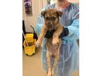 Adopt Pup 2 a Anatolian Shepherd, Mixed Breed